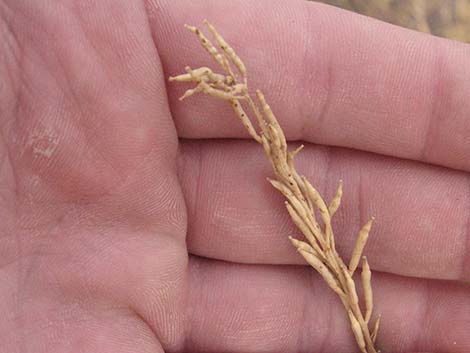 Shortpod Mustard (Hirschfeldia incana)