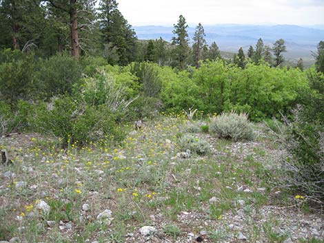 Cooper's Rubberweed (Hymenoxys cooperi)