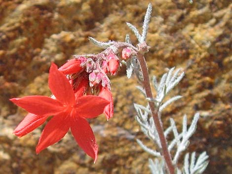 Arizona Skyrocket (Ipomopsis arizonica)