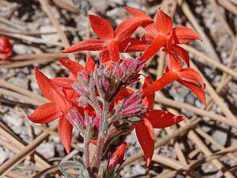 Arizona Skyrocket (Ipomopsis arizonica)