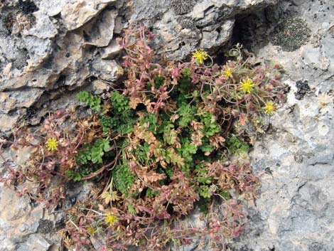 Jaeger's Mousetail (Ivesia jaegeri)