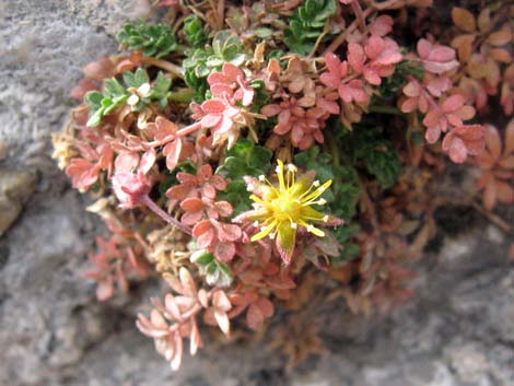 Jaeger's Mousetail (Ivesia jaegeri)