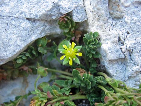 Jaeger's Mousetail (Ivesia jaegeri)