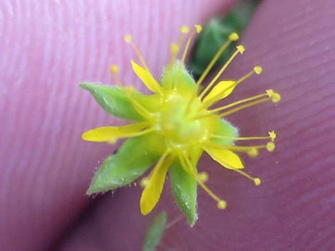 Jaeger's Mousetail (Ivesia jaegeri)