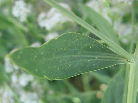 Tall Whitetop (Lepidium latifolium)