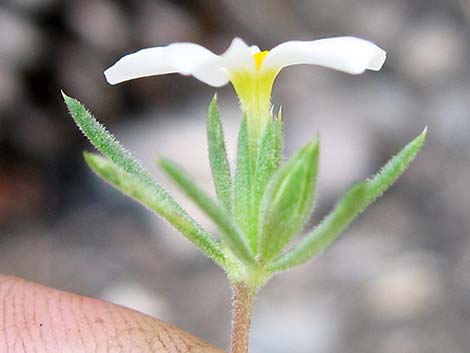 Nuttall's Linanthus (Leptosiphon nuttallii ssp. pubescens)