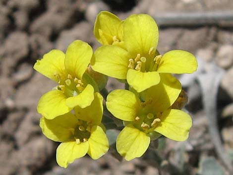 King Bladderpod (Lesquerella kingii)