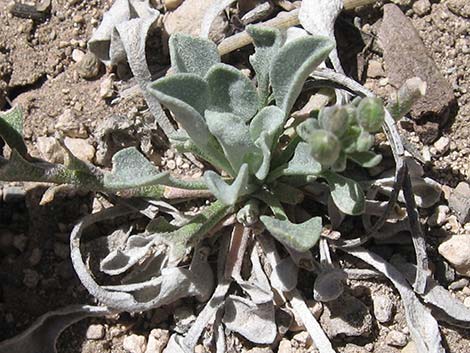 King Bladderpod (Lesquerella kingii)