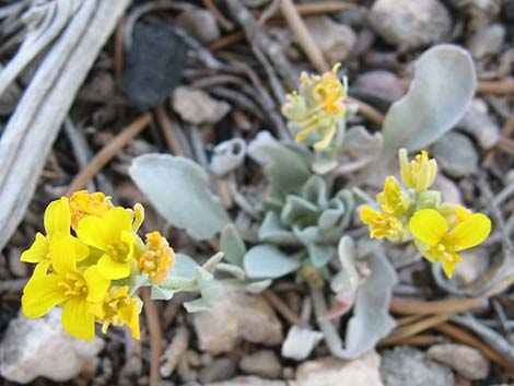 King Bladderpod (Lesquerella kingii)