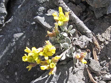 King Bladderpod (Lesquerella kingii)