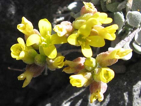 King Bladderpod (Lesquerella kingii)