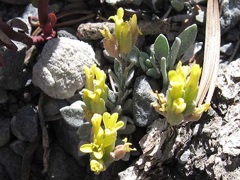 King Bladderpod (Lesquerella kingii)