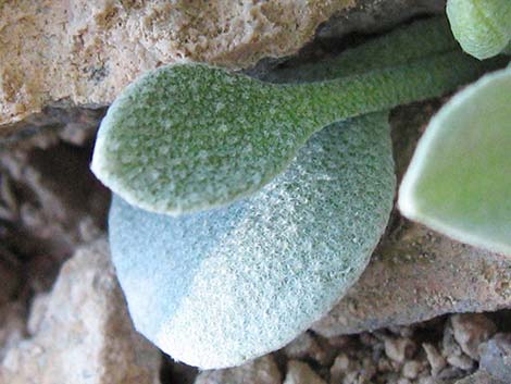 King Bladderpod (Lesquerella kingii)