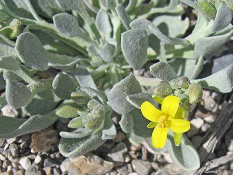 King Bladderpod (Lesquerella kingii)