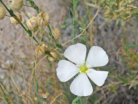 Lewis' Flax (Linum lewisii)