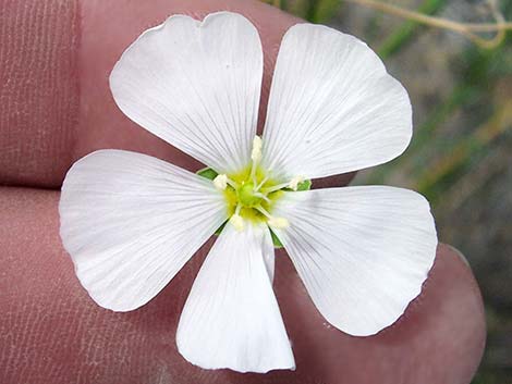 Lewis' Flax (Linum lewisii)