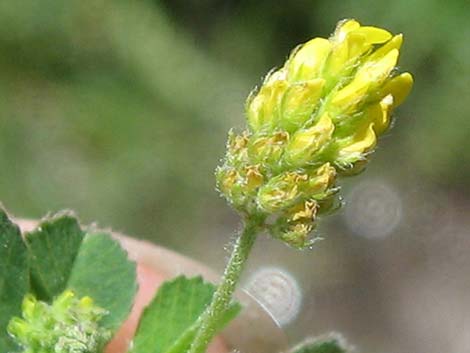 Black Medick (Medicago lupulina)