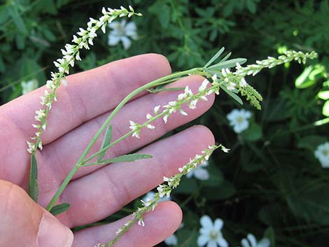 Yellow Sweetclover (Melilotus officinalis)