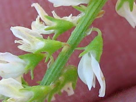 Yellow Sweetclover (Melilotus officinalis)