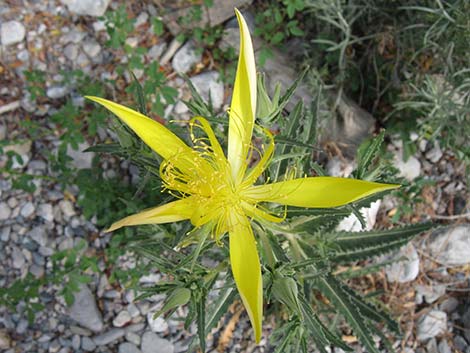 Smoothstem Blazingstar (Mentzelia laevicaulis)