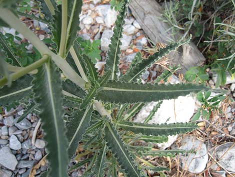 Smoothstem Blazingstar (Mentzelia laevicaulis)