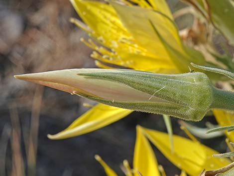 Smoothstem Blazingstar (Mentzelia laevicaulis)