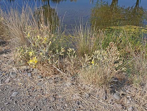 Smoothstem Blazingstar (Mentzelia laevicaulis)