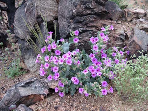 Giant Four O'clock (Mirabilis multiflora)