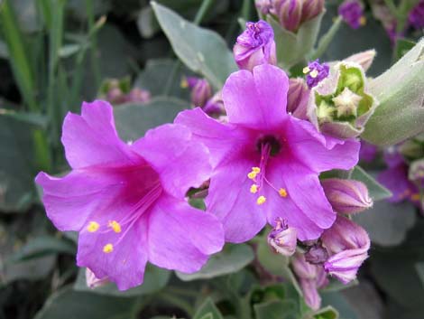 Giant Four O'clock (Mirabilis multiflora)