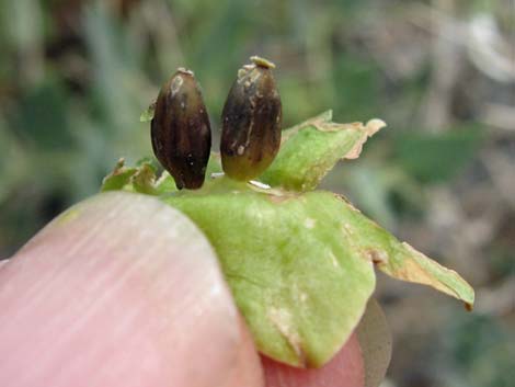 Giant Four O'clock (Mirabilis multiflora)