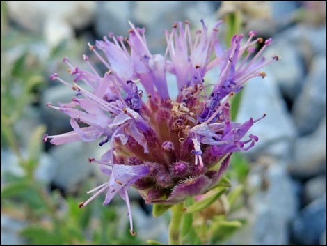 Mountain Monardella (Monardella odoratissima)