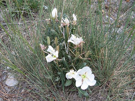 Tufted Evening Primrose (Oenothera caespitosa)