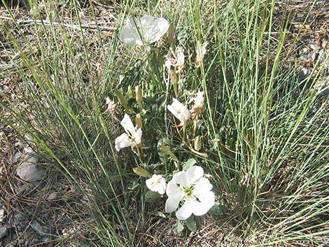 Tufted Evening Primrose (Oenothera caespitosa)