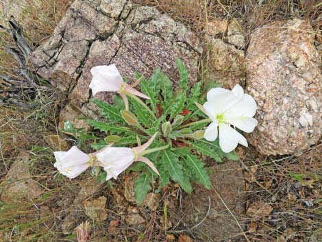 Tufted Evening Primrose (Oenothera caespitosa)