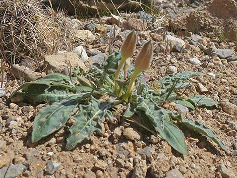 Tufted Evening Primrose (Oenothera caespitosa)