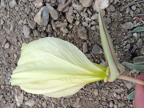 Howard's Evening Primrose (Oenothera howardii)