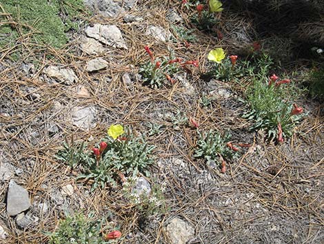 Howard's Evening Primrose (Oenothera howardii)