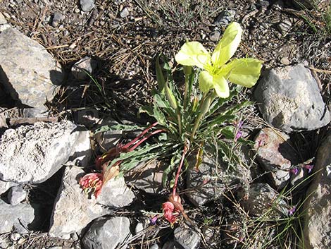 Howard's Evening Primrose (Oenothera howardii)