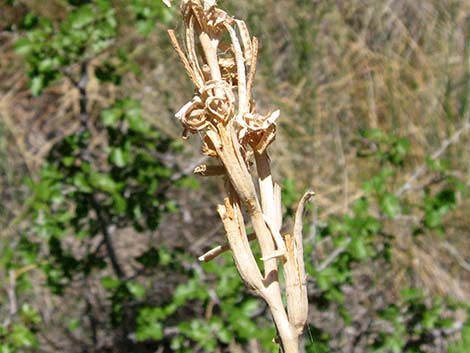 Longstem Evening Primrose (Oenothera longissima)