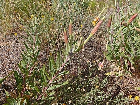 Longstem Evening Primrose (Oenothera longissima)