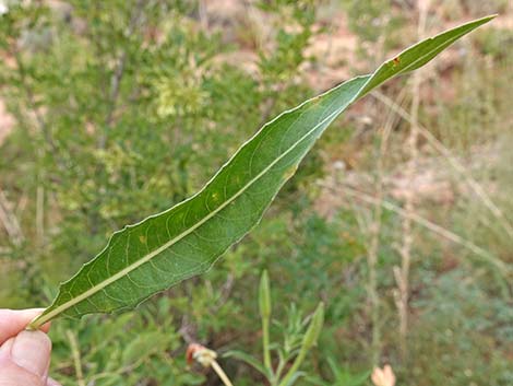 Longstem Evening Primrose (Oenothera longissima)