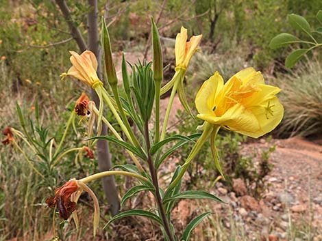 Longstem Evening Primrose (Oenothera longissima)