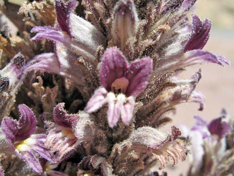 Desert Broom-rape (Orobanche cooperi)