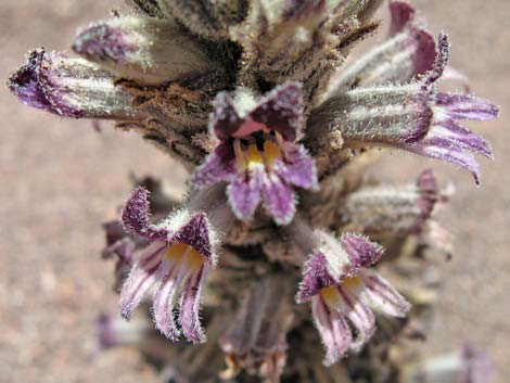 Desert Broom-rape (Orobanche cooperi)