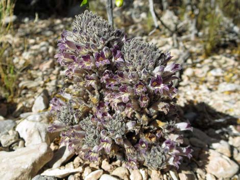 Desert Broom-rape (Orobanche cooperi)