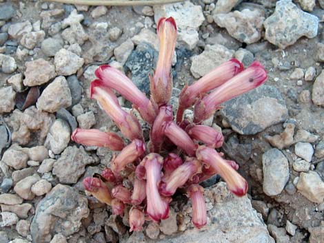 Clustered Broom-rape (Orobanche fasciculata)