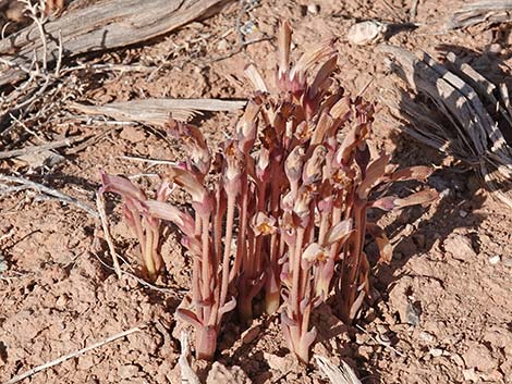 Clustered Broom-rape (Orobanche fasciculata)