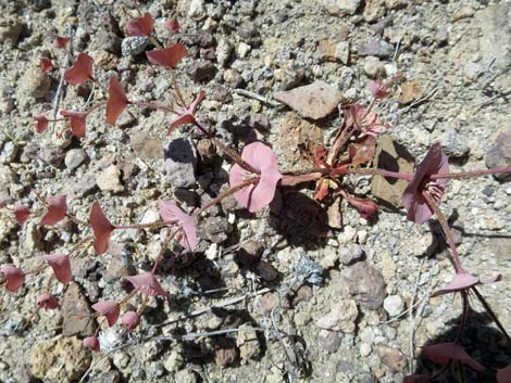 Roundleaf Oxytheca (Oxytheca perfoliata)