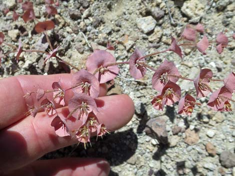 Roundleaf Oxytheca (Oxytheca perfoliata)