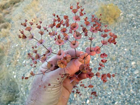 Roundleaf Oxytheca (Oxytheca perfoliata)